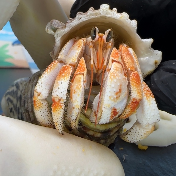 A27重生毛球1.9cm口径