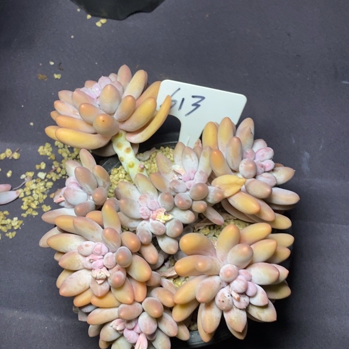 613汤圆肉肉肉肉肉