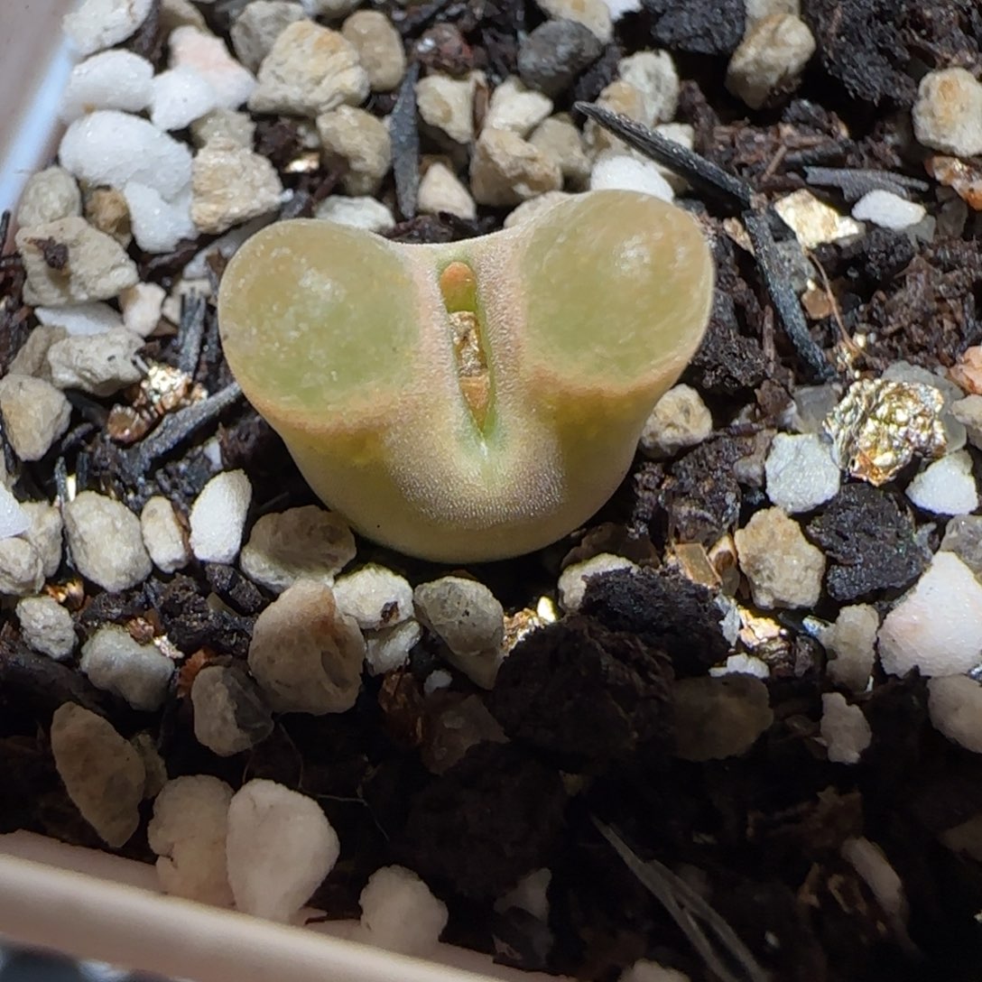 肉锥多肉植物百科25-磁铁782有疤