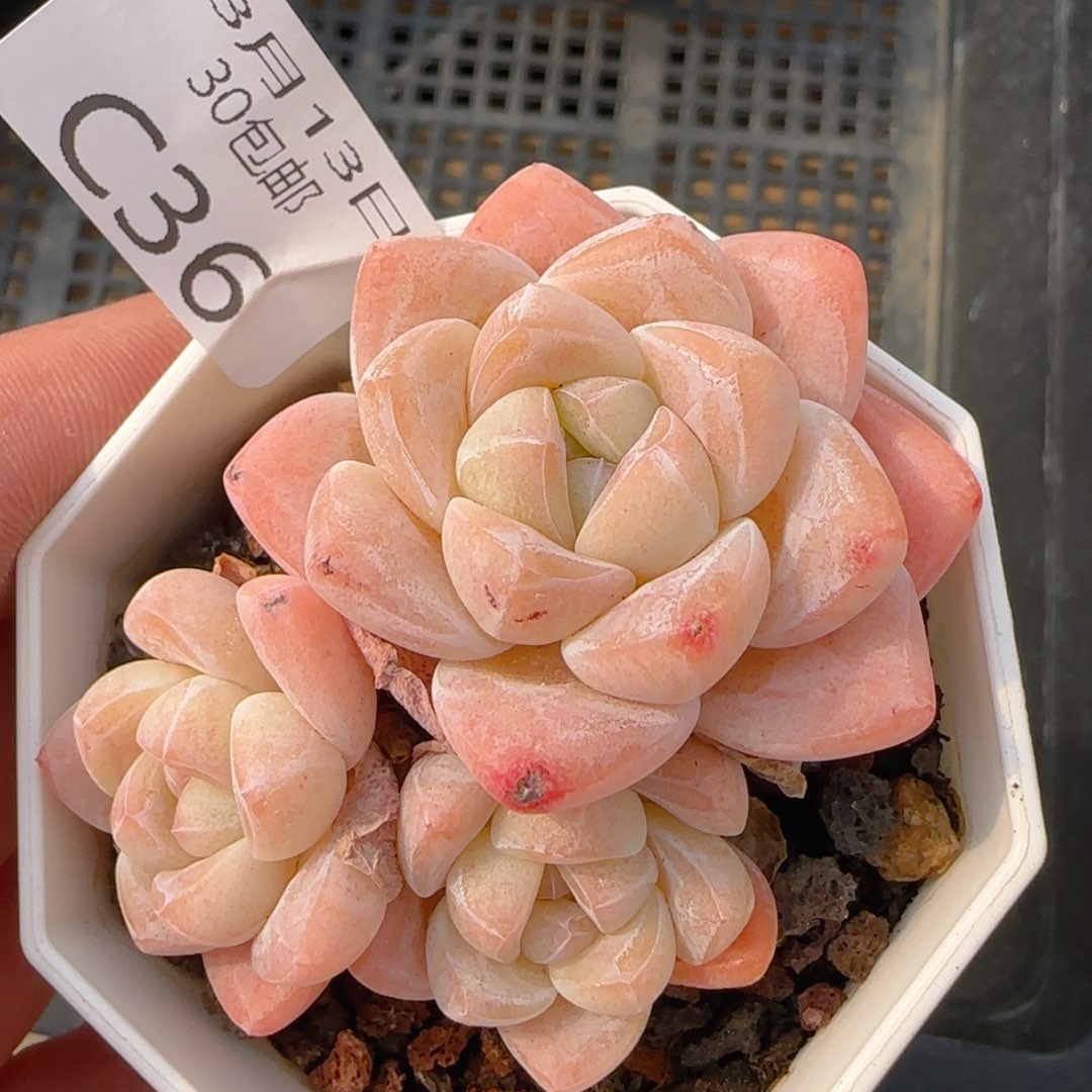 三头冰玉一颗脱土发货