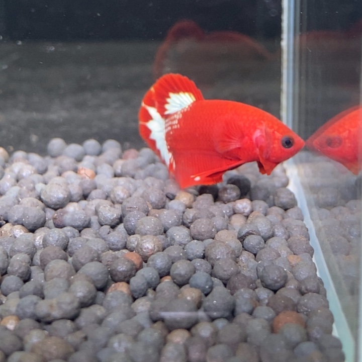 斗鱼泰国斗鱼93号