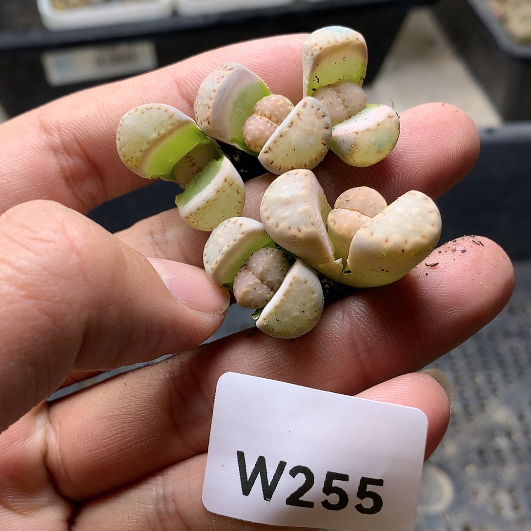 W255多肉植物保护