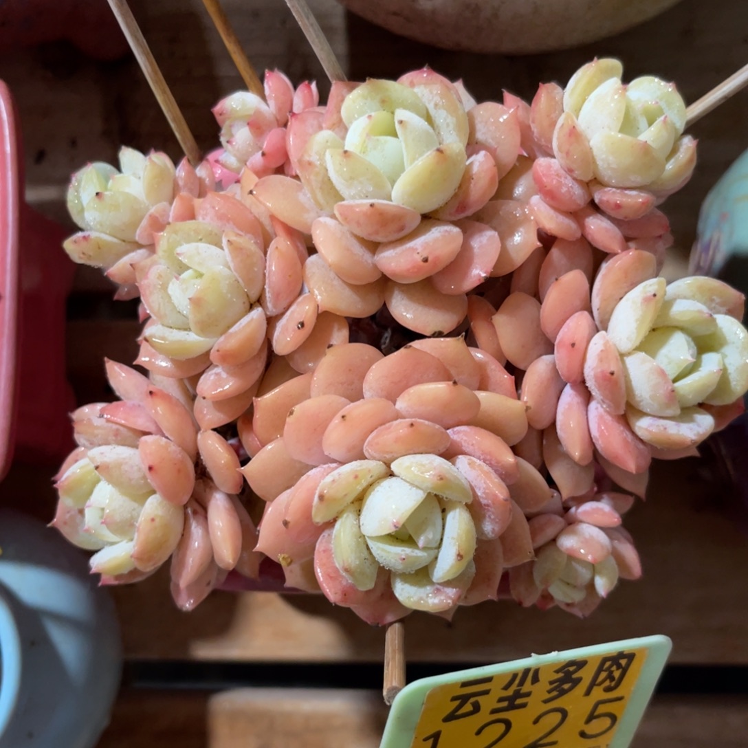 云尘多肉一物一拍不含盆1197