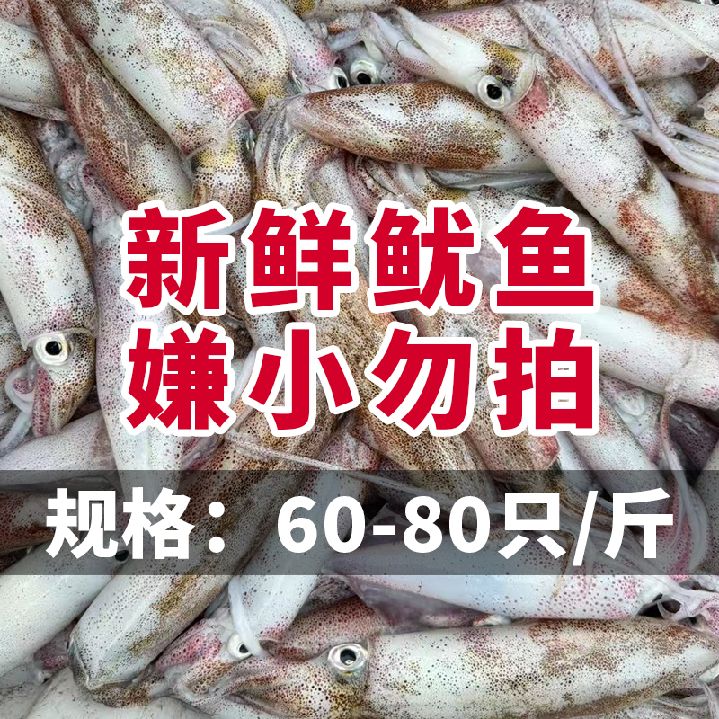 野生一口鱿 北部湾鱿鱼新鲜笔管小管