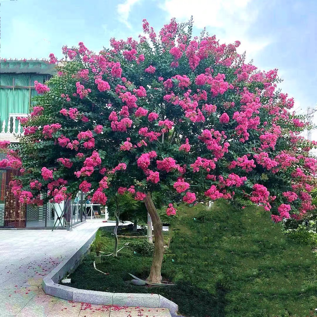 庭院种植耐寒花卉天鹅绒紫薇花百日红花期长好养植物