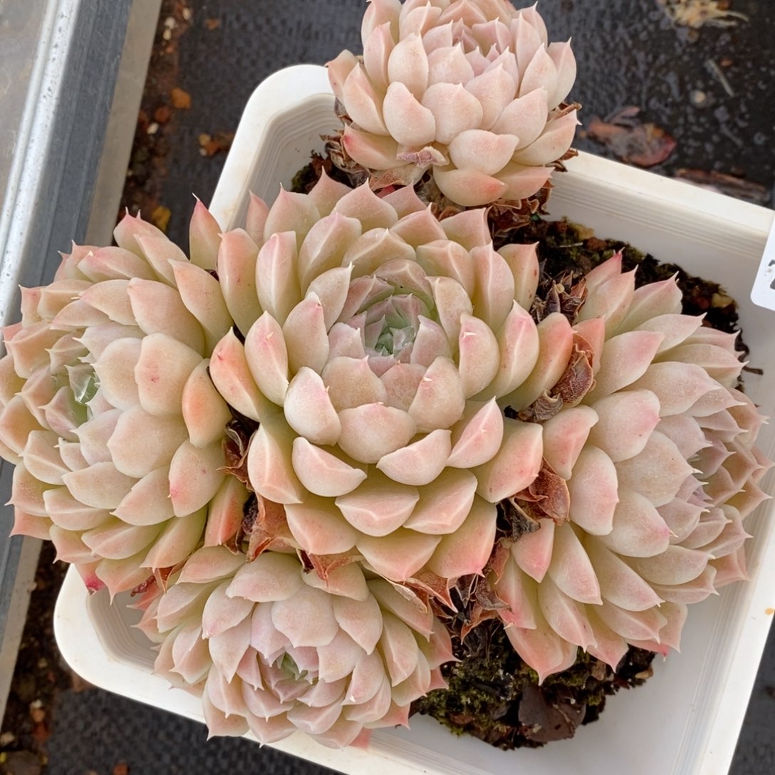 7558杂交多肉老桩