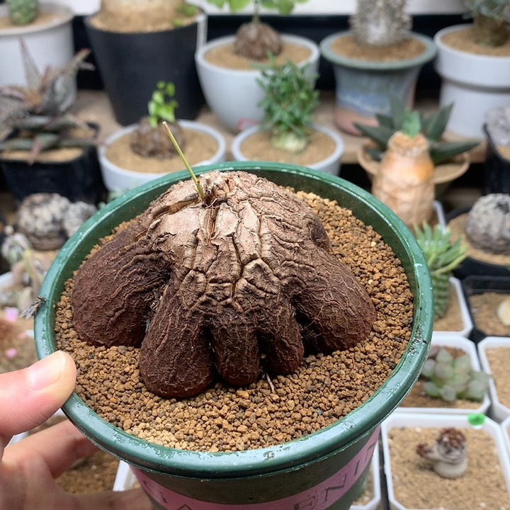 象足龟甲龙多肉带盆