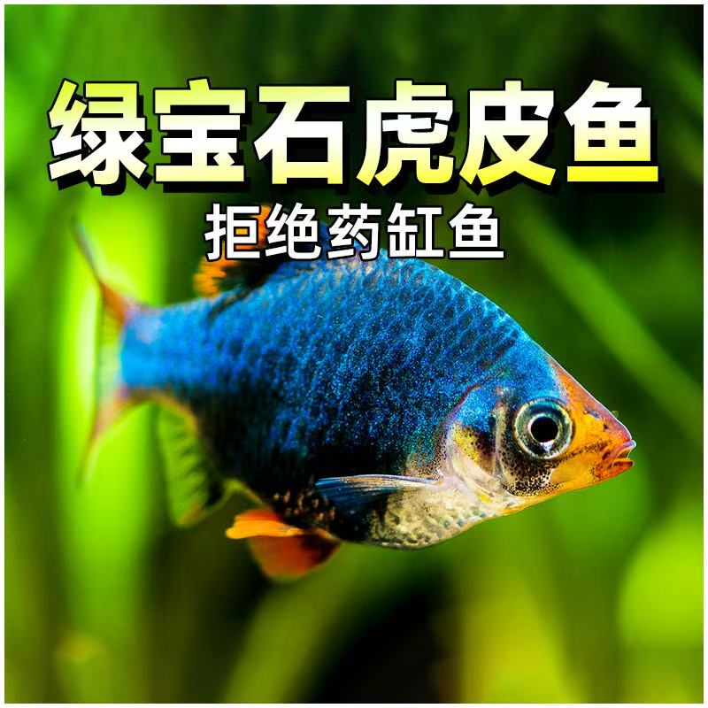 观赏鱼绿宝石虎皮鱼活体小型观赏鱼