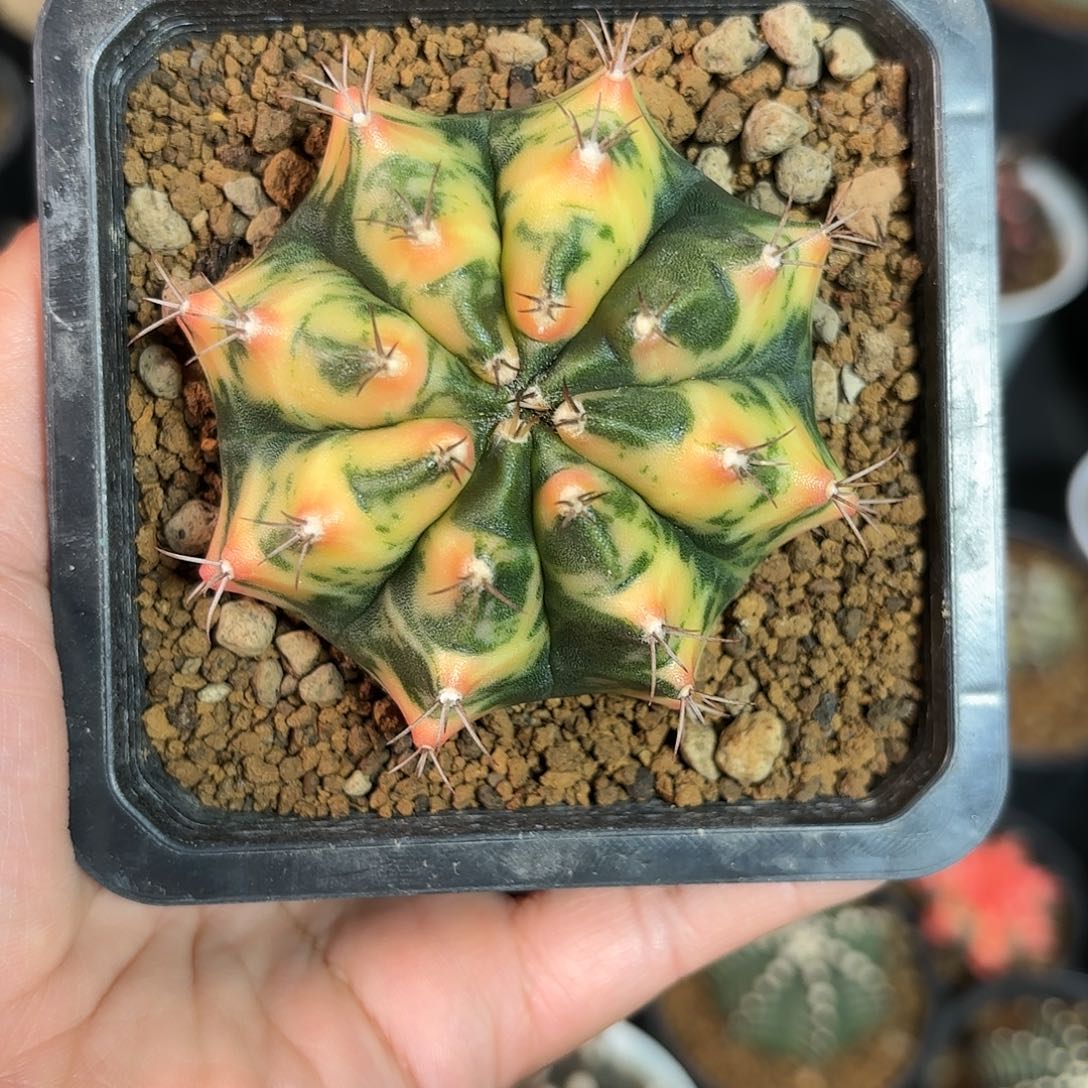 泰系实生米哈仙人球19号