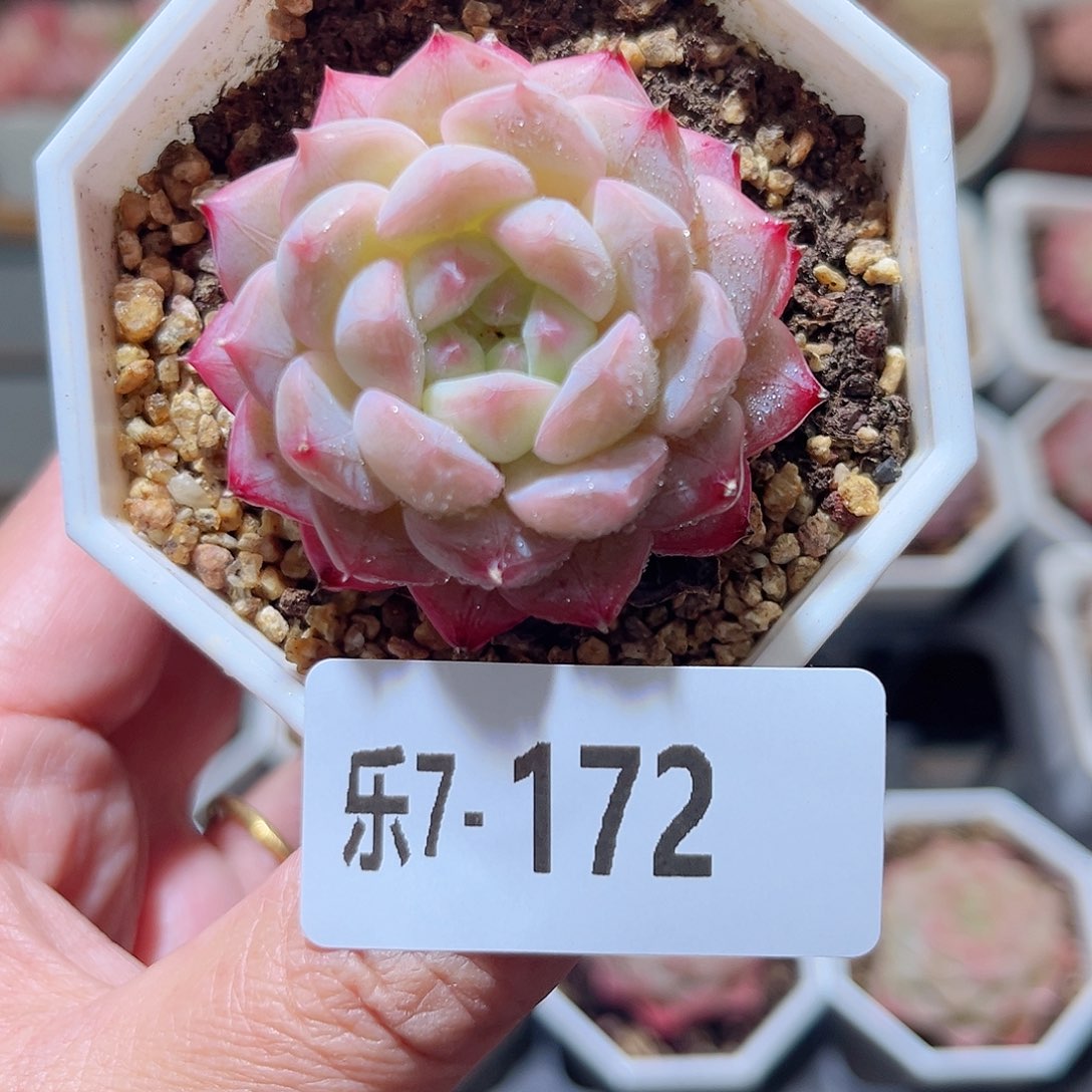 乐7-172 白桃单头 