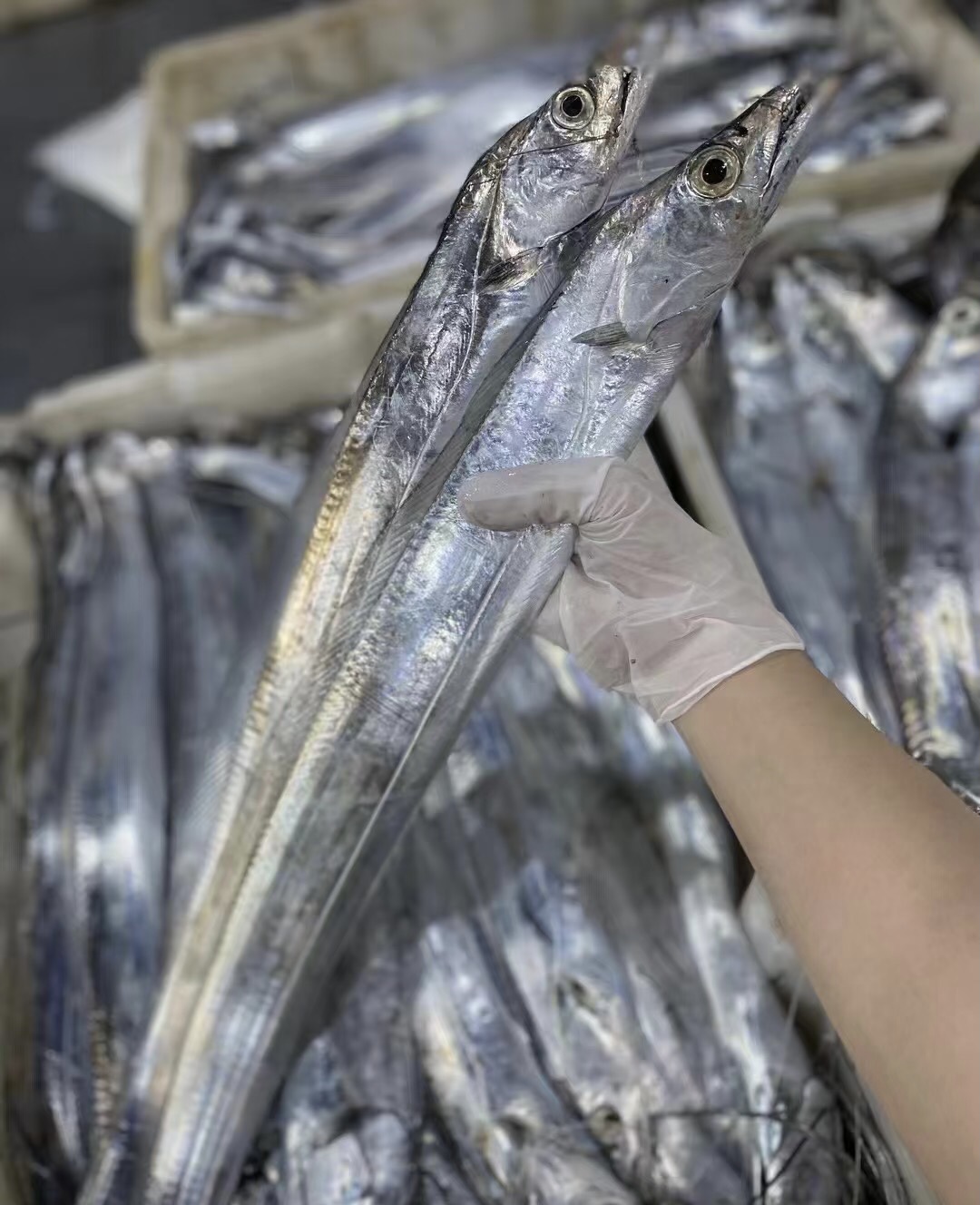 [带鱼/小眼睛油带] 东海纯野生带鱼新鲜海捕海鲜（介意破肚的别拍）