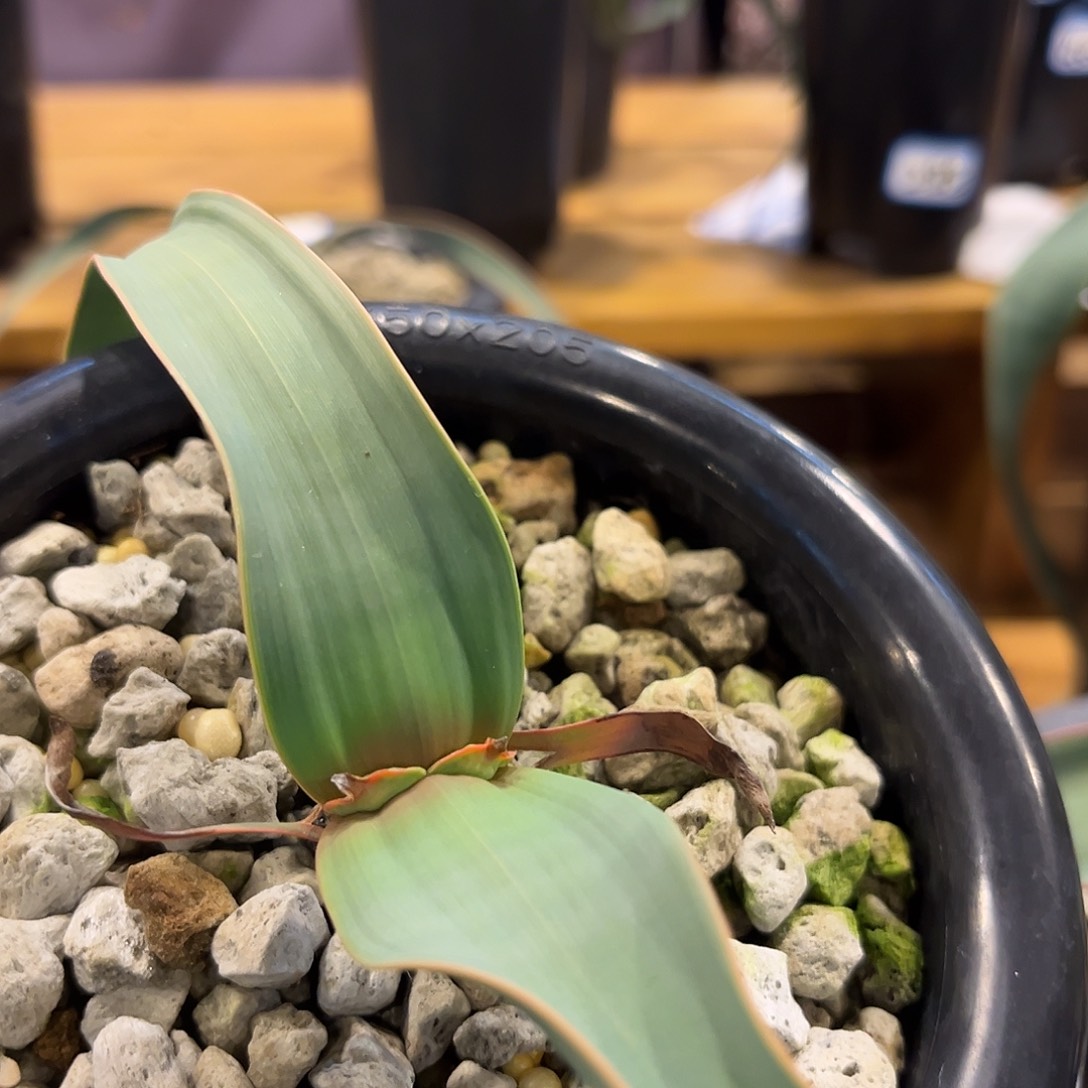 汤圆植物双金线百岁兰好看