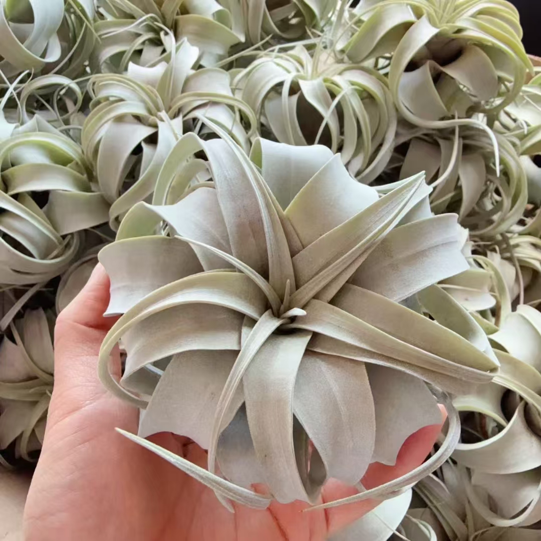 空气凤梨 小Q霸王 懒人植物无需土壤耐旱净化空气室内绿植