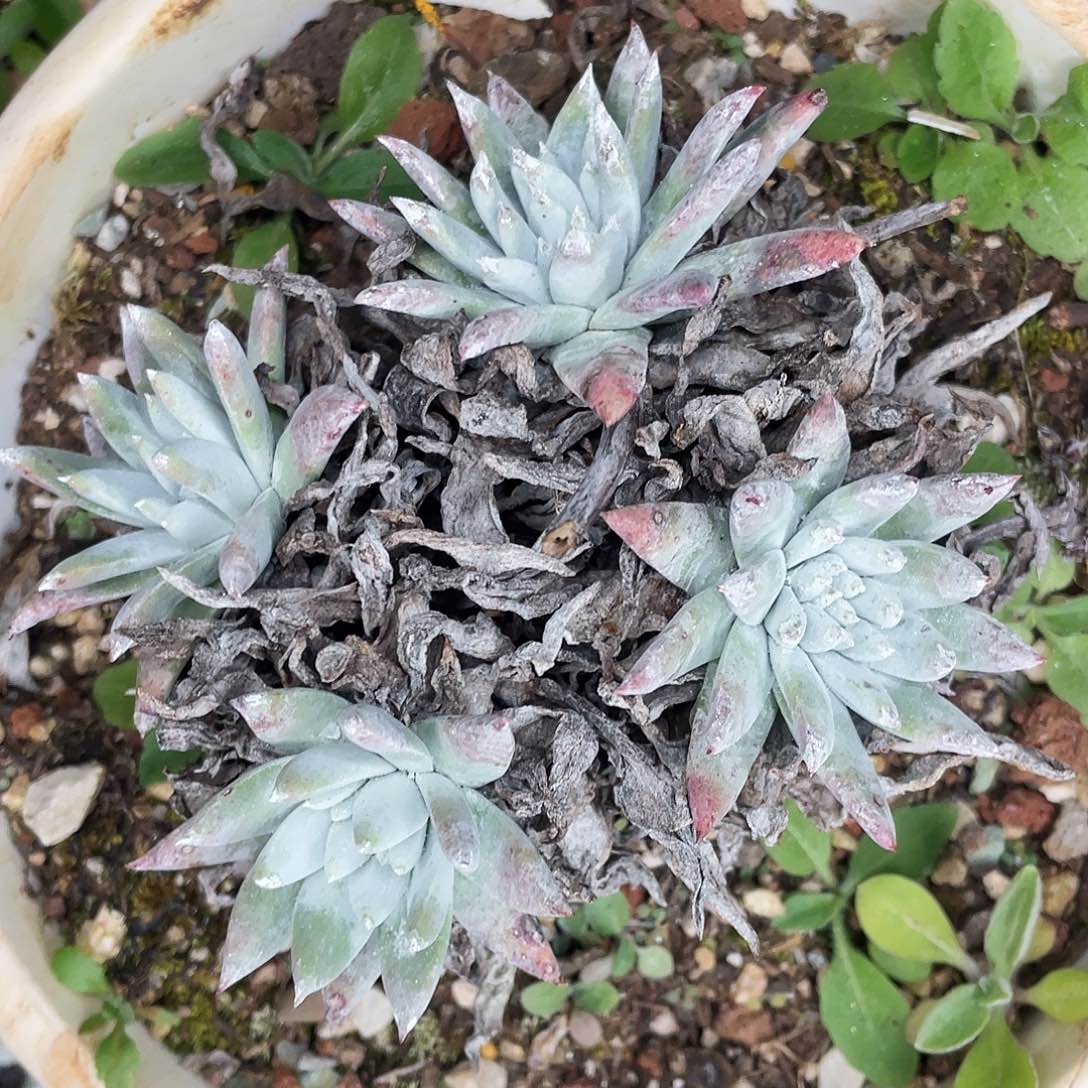 仙女杯多头老桩5312