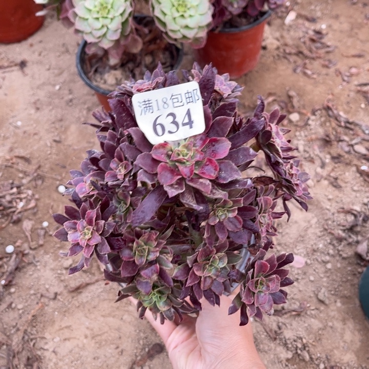 634蒙娜丽莎手捧1号棚