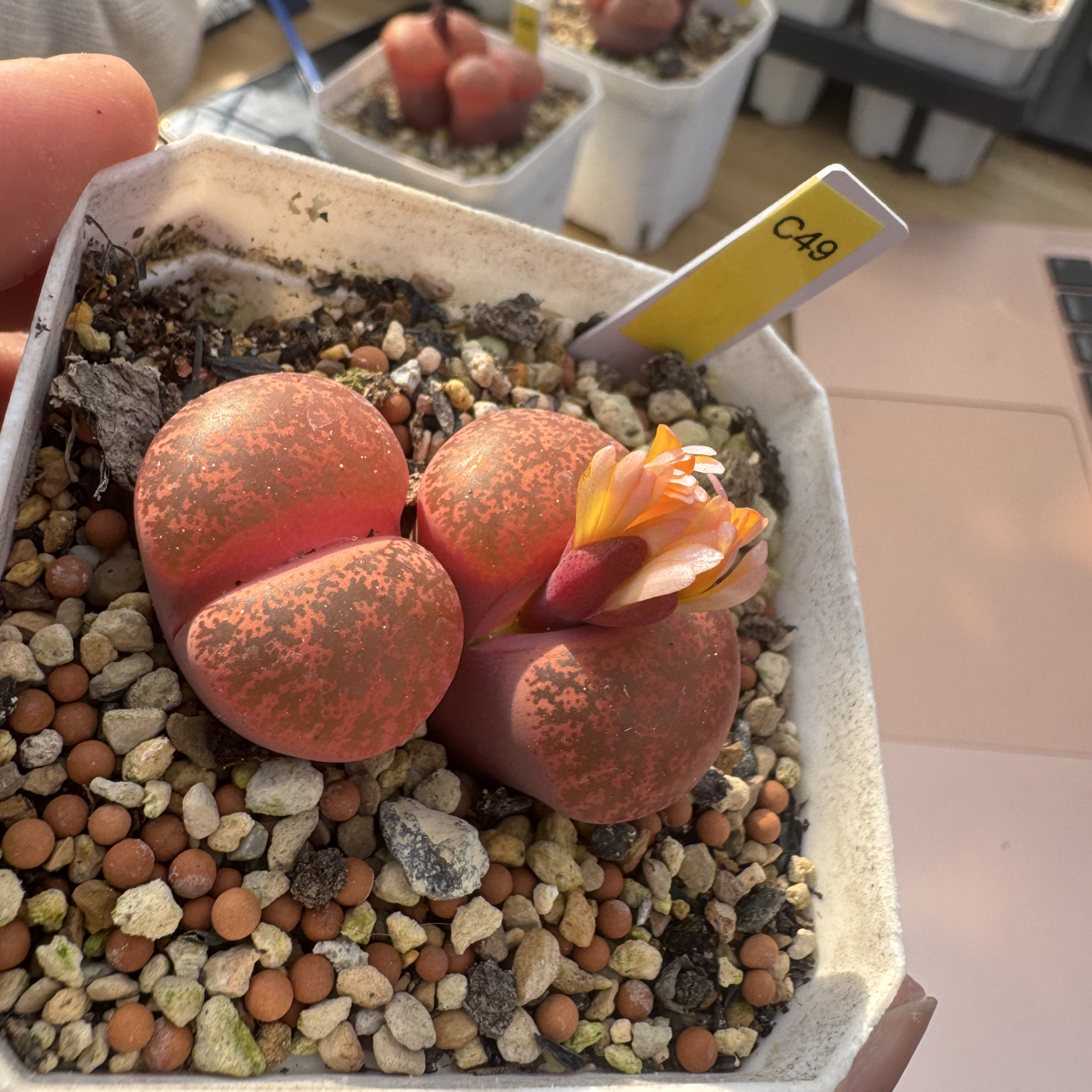 C 49酒花紫勋生石花多肉植物脱土发货