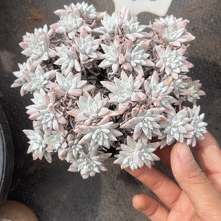 晨语多肉，一物一拍两白菊130