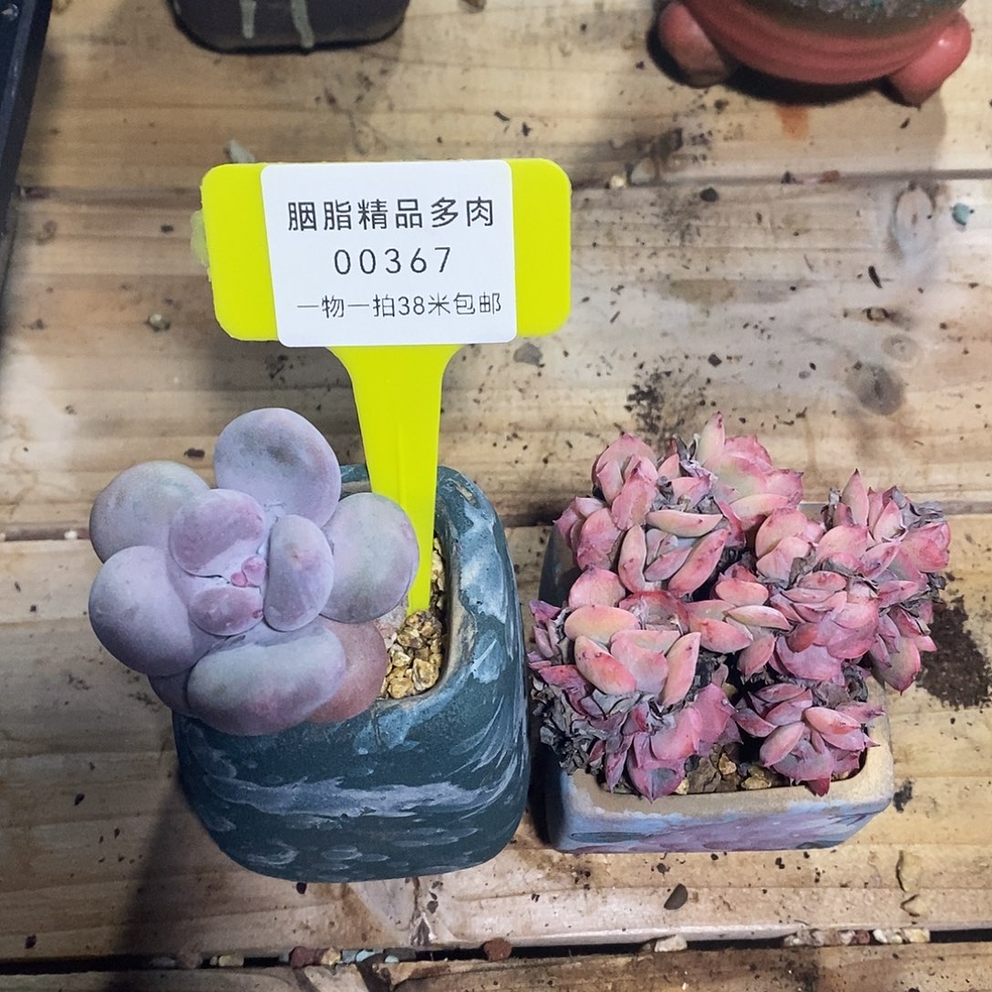 00367不锁卡恩推门卫我