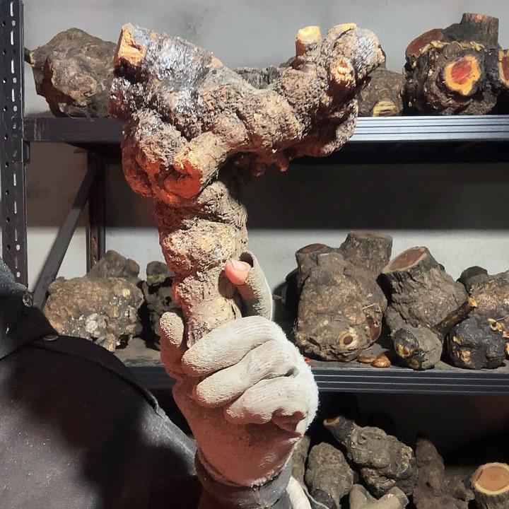 无***谓香榧木火琉璃的故事是一个人的