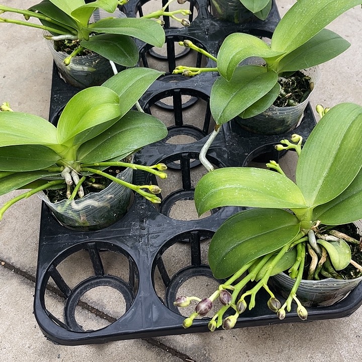 大部分开放少量花苞