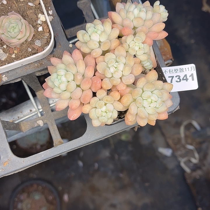 阿雅园艺。           7341鱼子酱