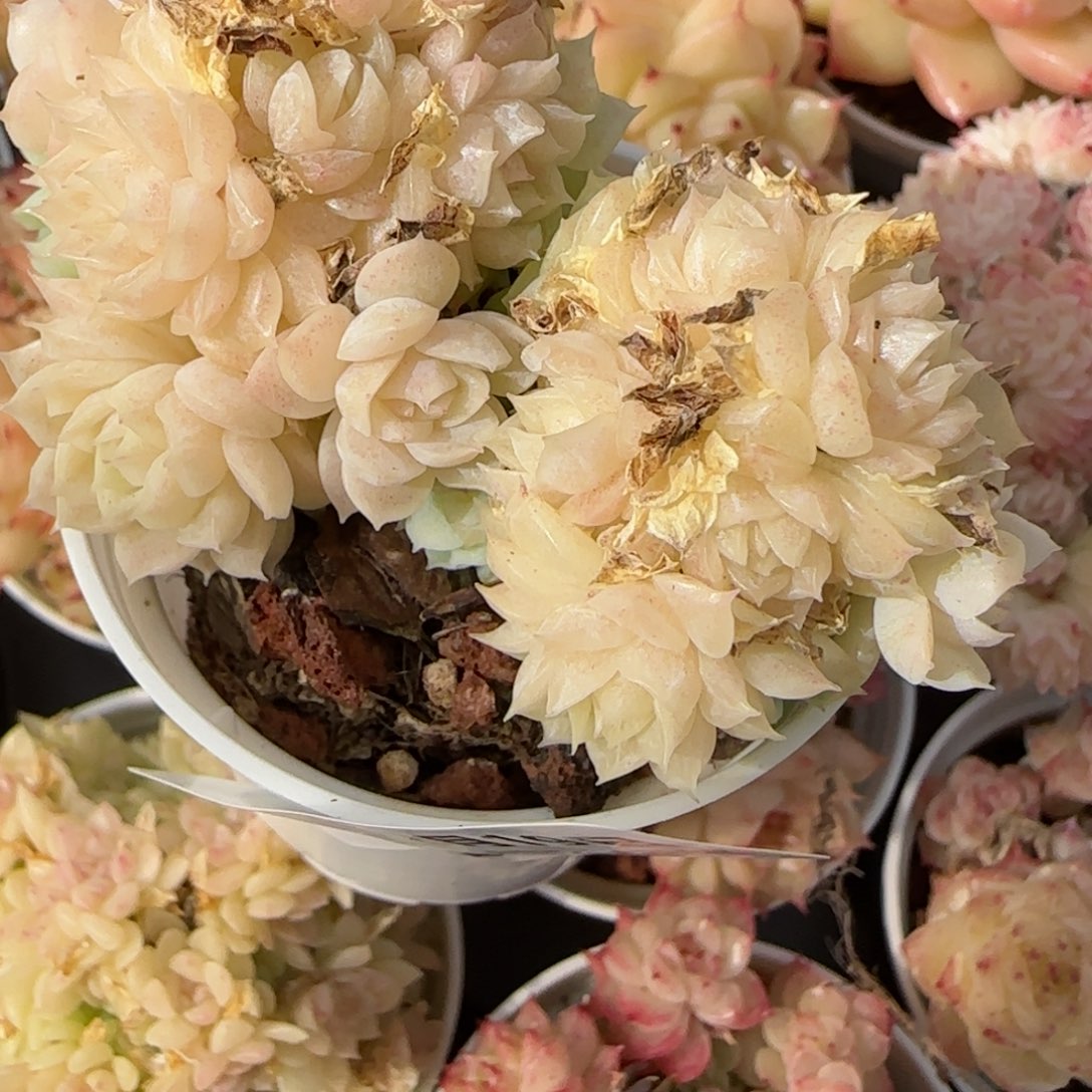 花语逸境0219-798散