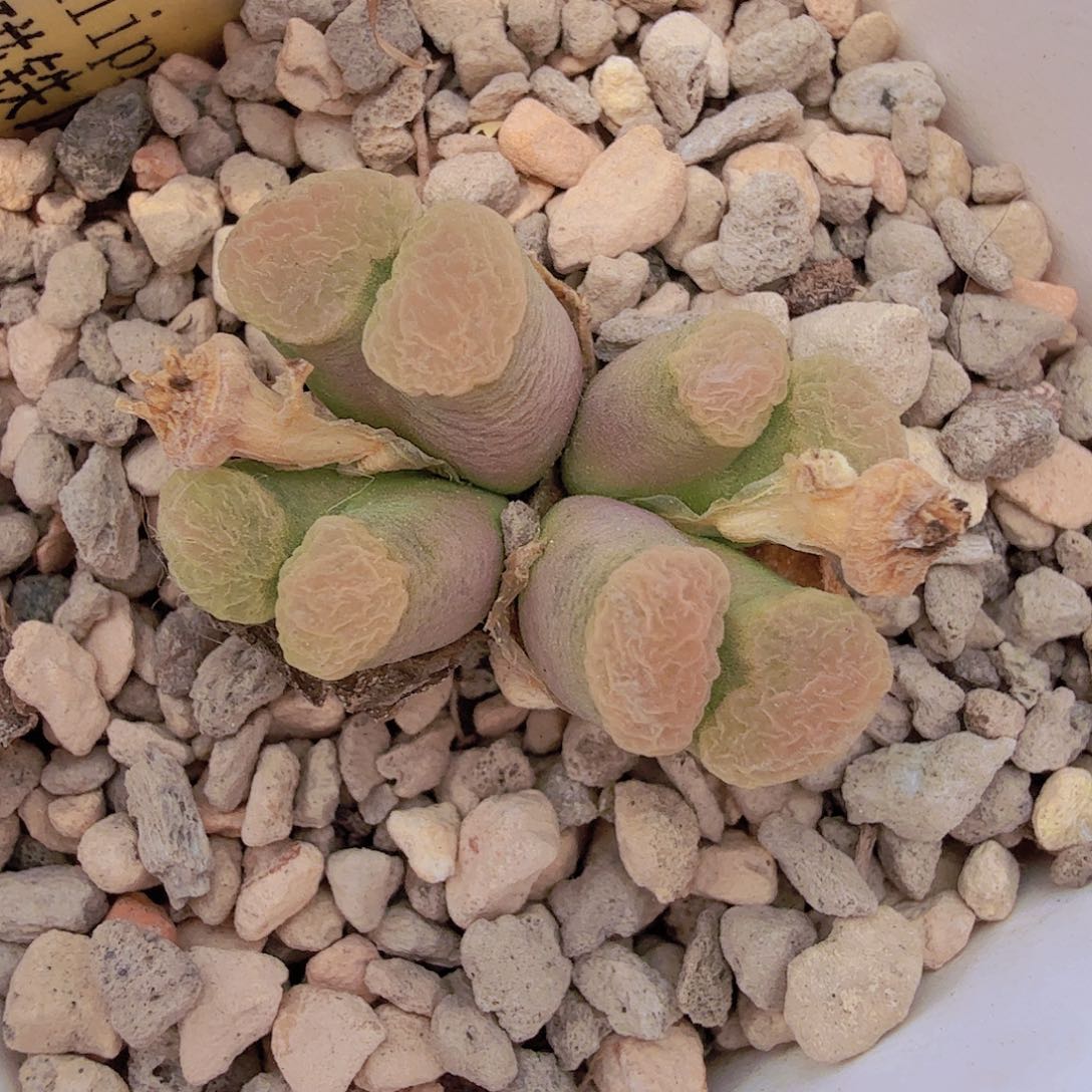 1413.75 磁铁 5-26-L1