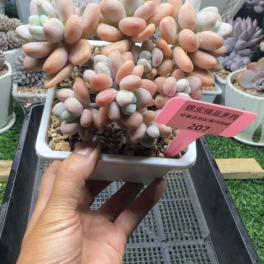 锦安精品多肉植物207