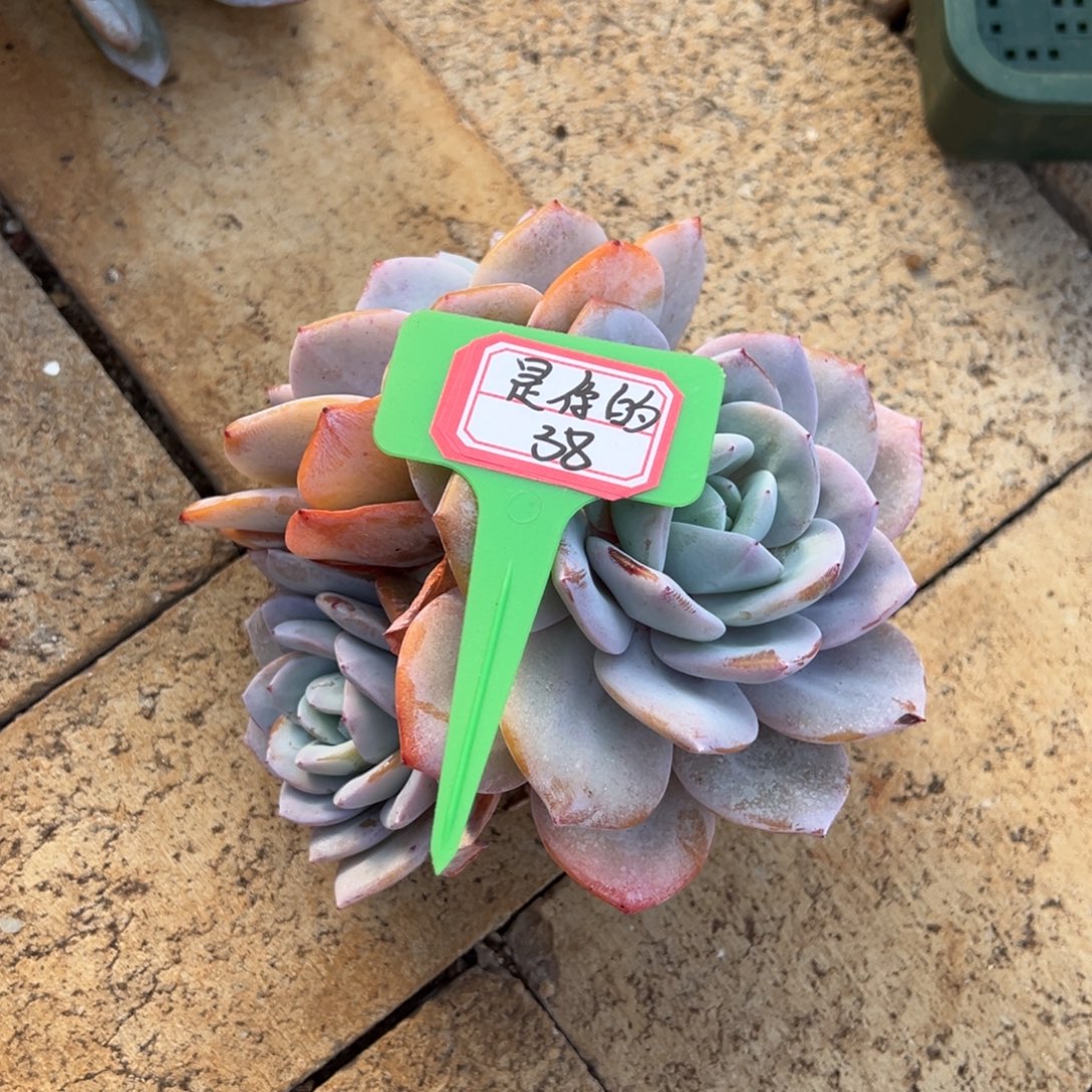 是***H是你的38。             