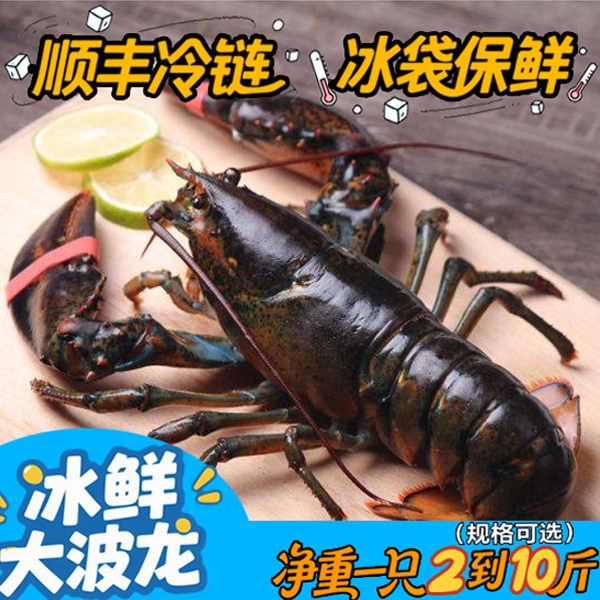 冰鲜生冻波士顿龙虾活冻饱满肥美鲜甜适合商超颤音顺丰冷链
