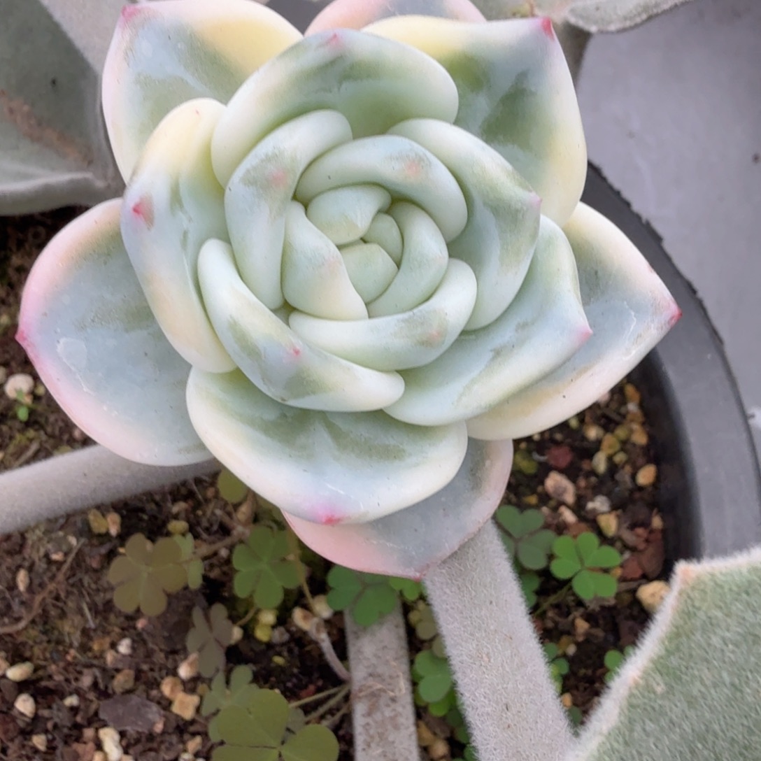 伊丽莎白 安吉园艺锦