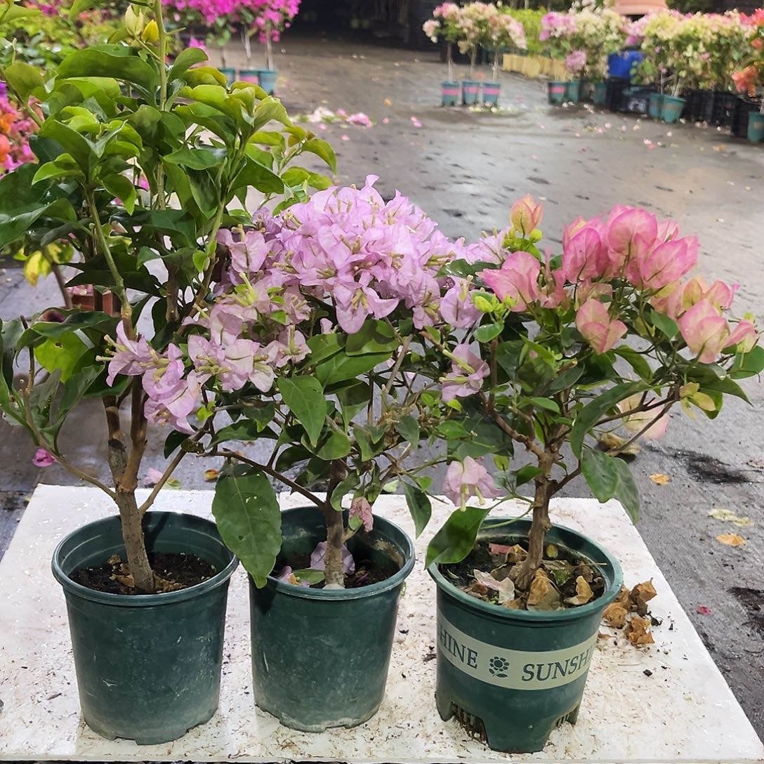 大部分花苞少量开放浅彩虹，丽娜，五宝