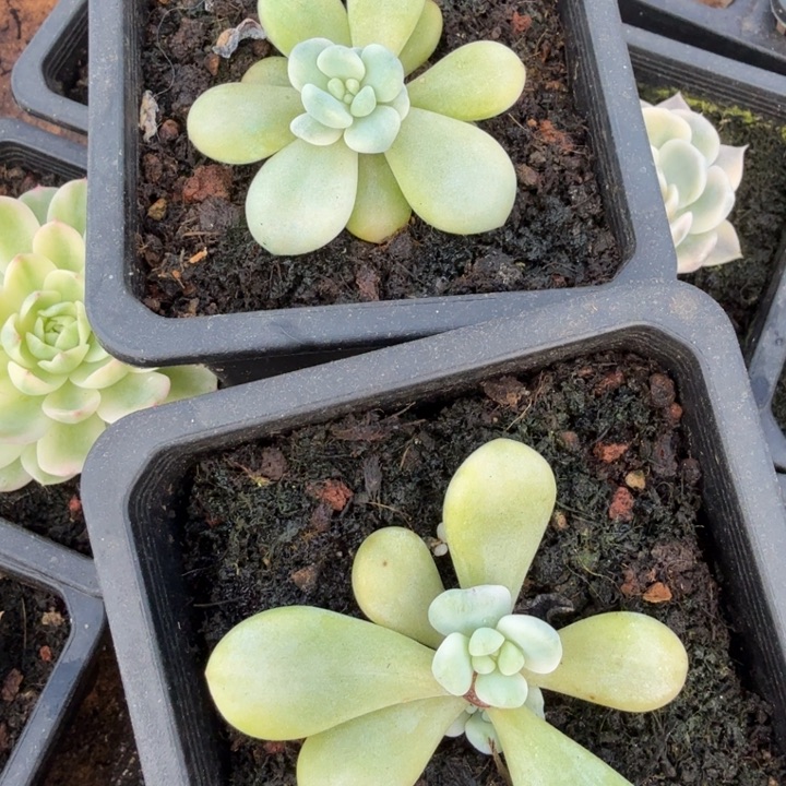 两颗一组 白洛神锦 