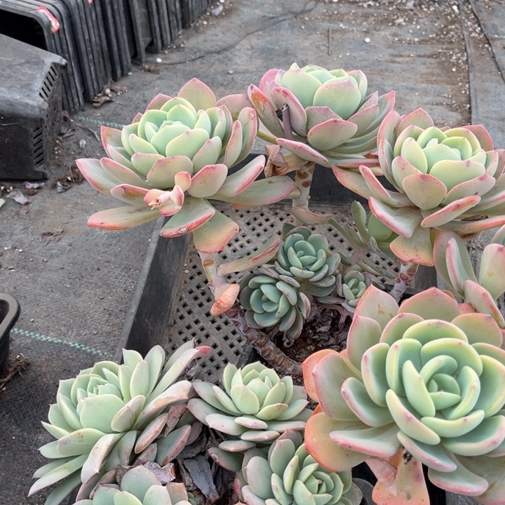 【***】白月光，恋曲一颗各