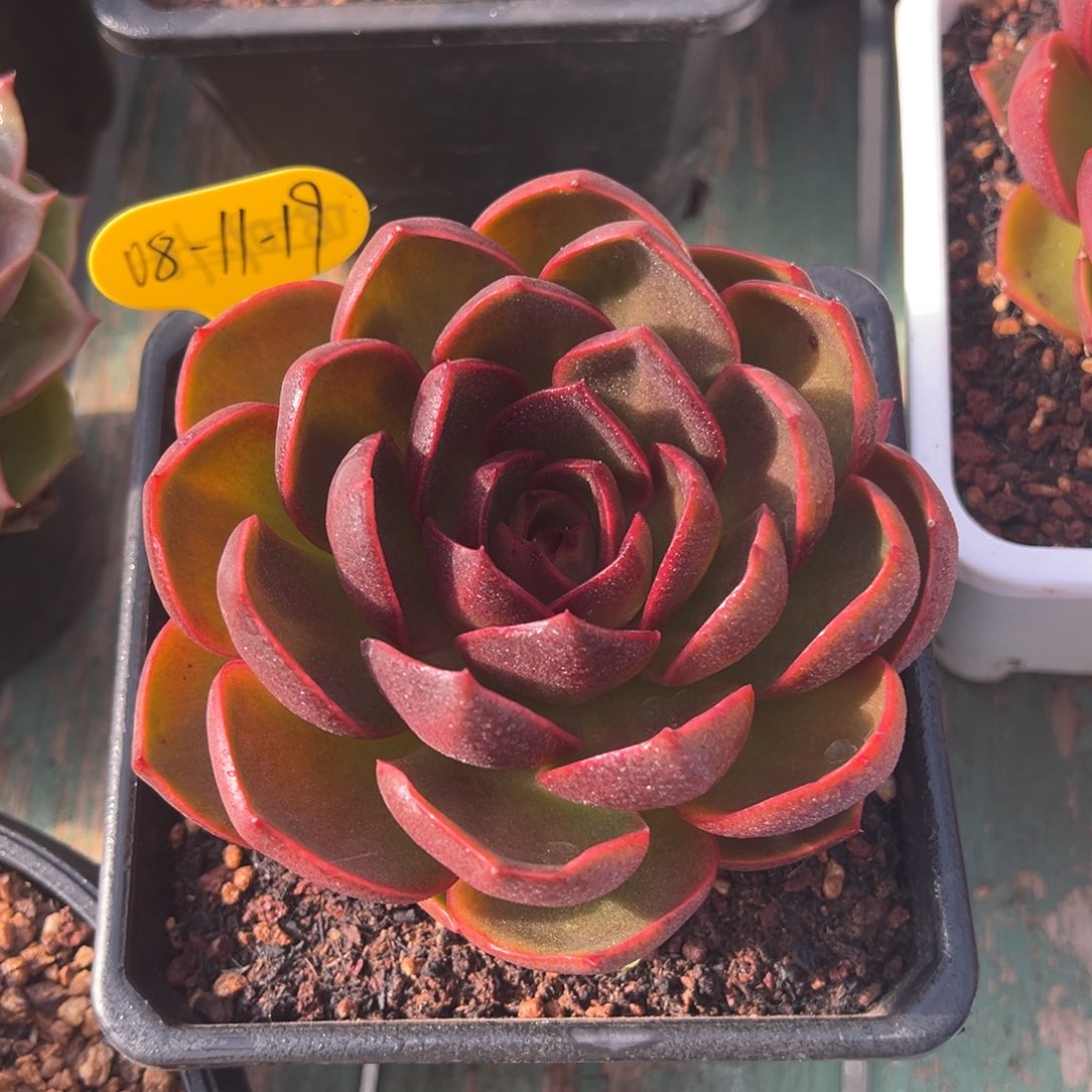 08-11-19红灯多肉植物