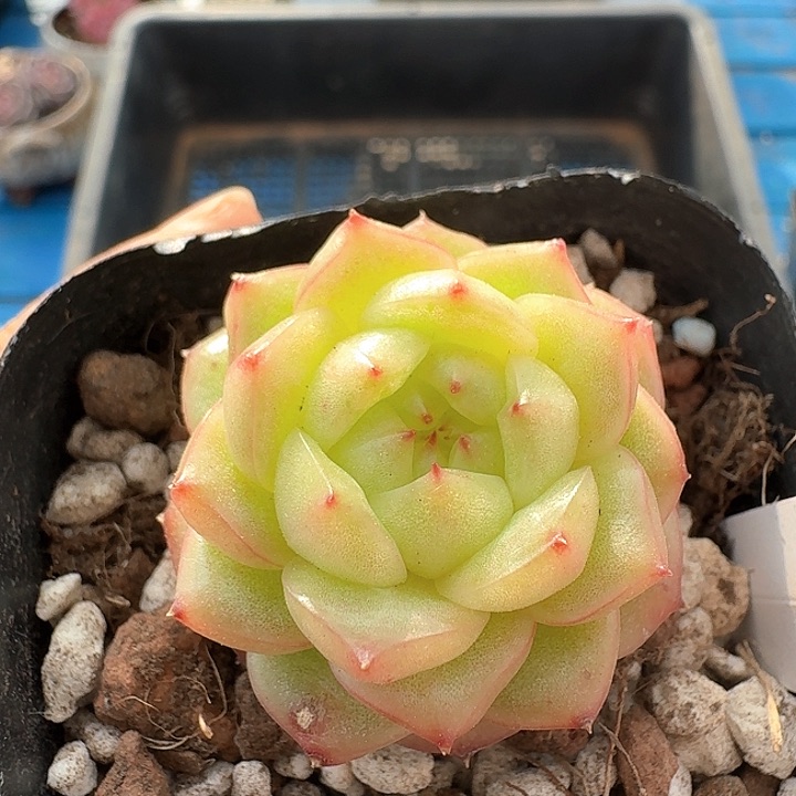 灯泡珍妮多肉植物379