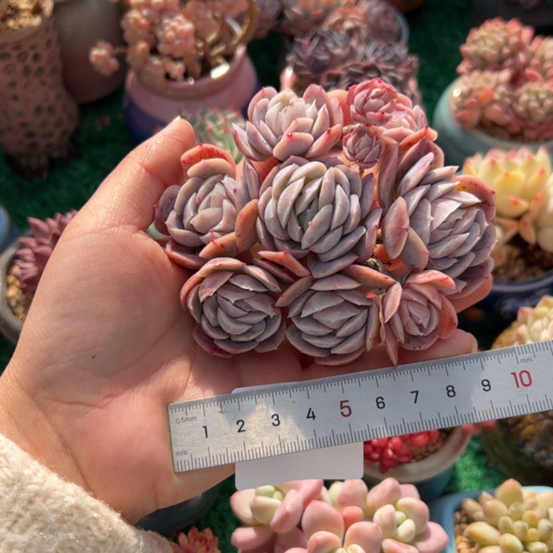 黑***妮209多肉植物组合盆栽