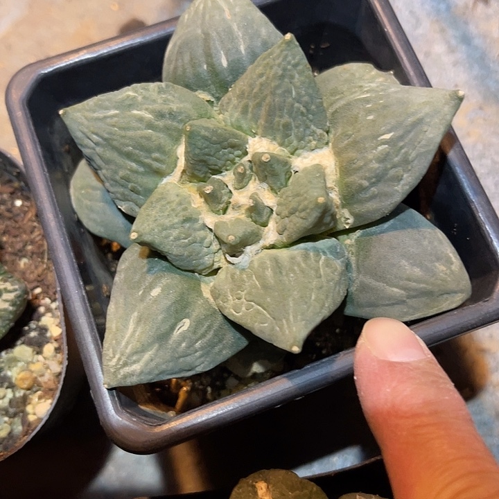 满38包邮2天凑单，脱土晾根发货多肉植物