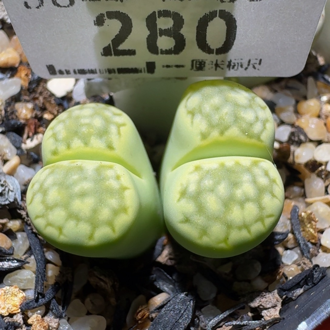 板娘亏本卖屁屁。280