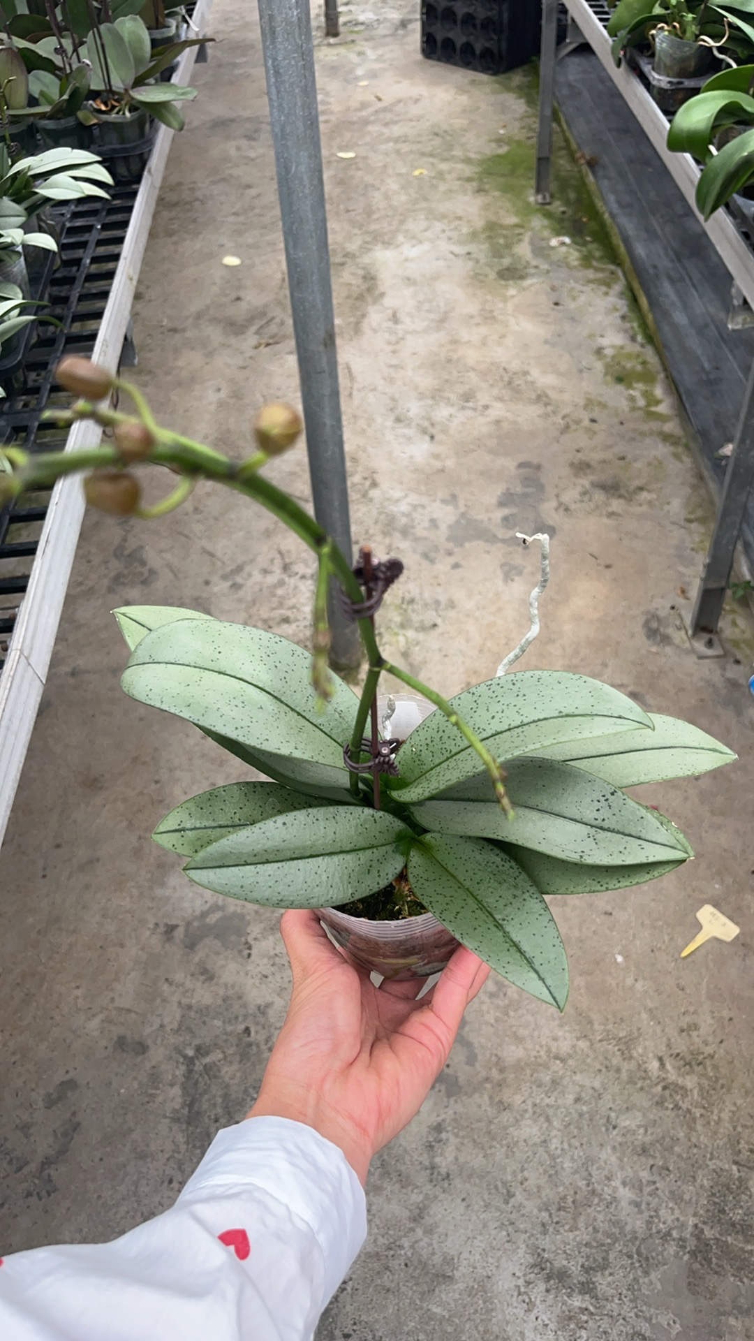 原生品种蝴蝶兰双苗银叶子带香味