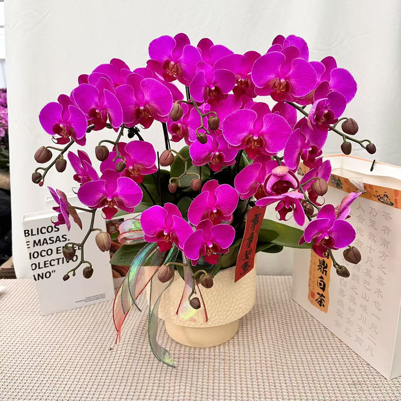 花世界蝴蝶蘭【小神龙】经典紫红色中花型花花 皮实好养 花期超长