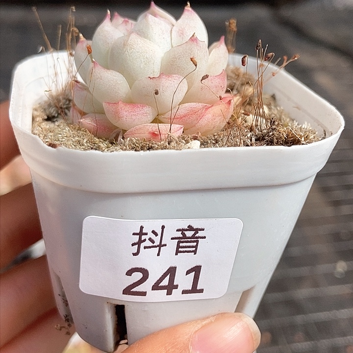 一物一拍满十元包邮发货241