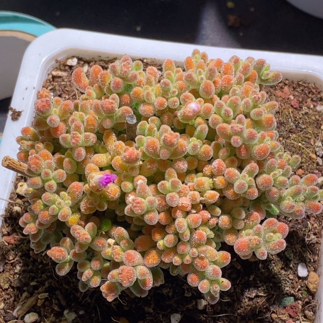 冰晶枝干番杏D946