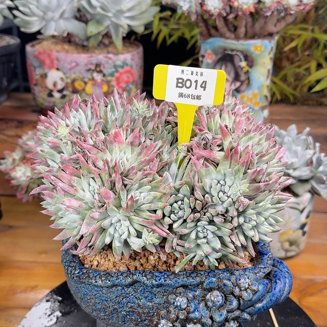 多肉植物仙女杯B014