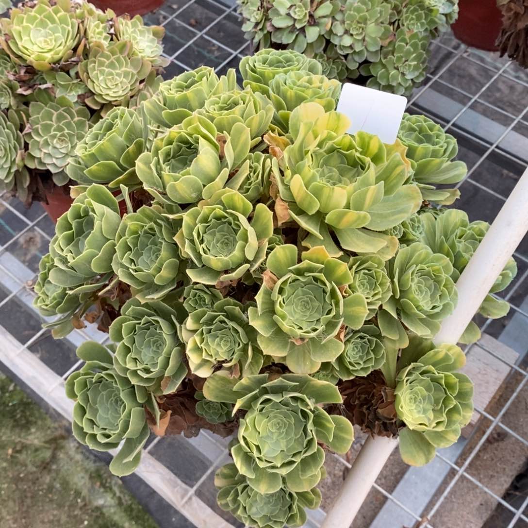 多肉植物组合拼盘1