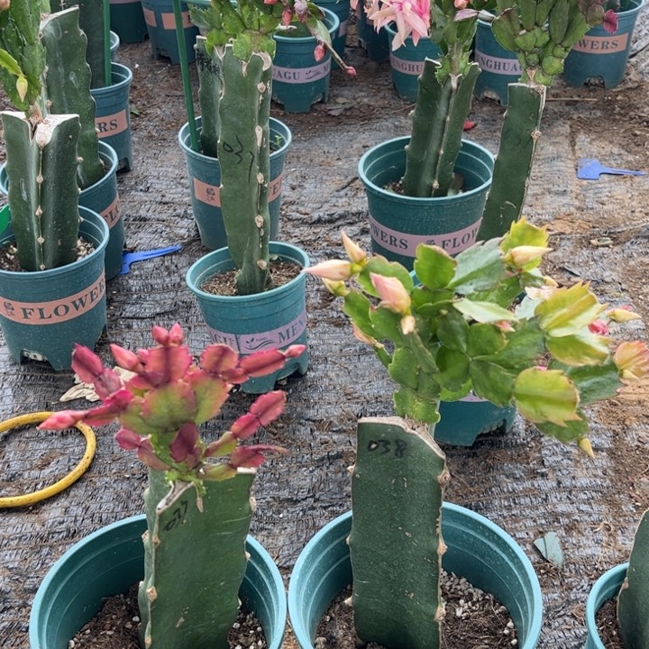 用***姐54号037，0000000000