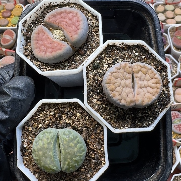 生石花111112。  无售后。   212