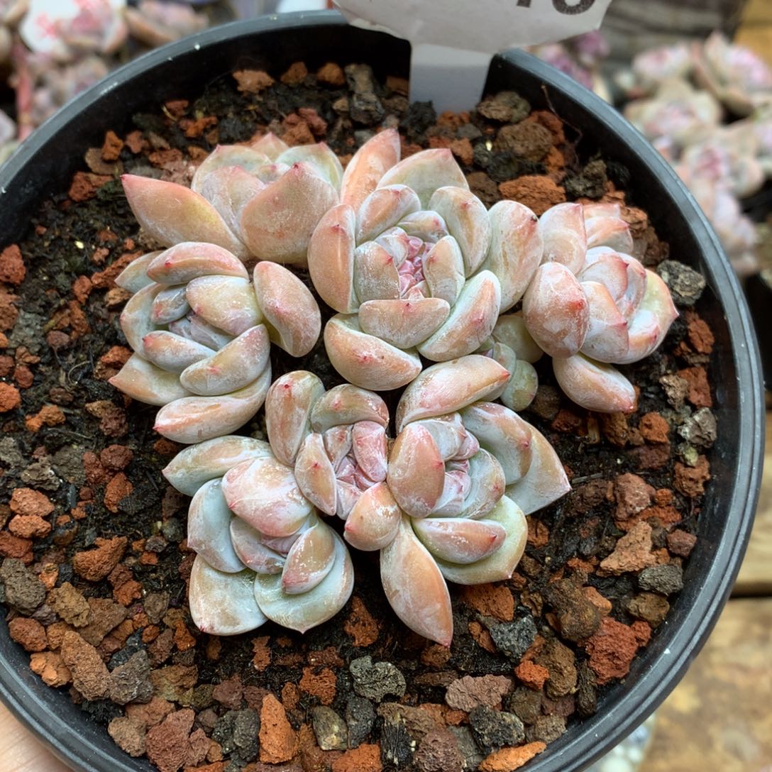 D0816 星影开播福利 7头 清 仓
