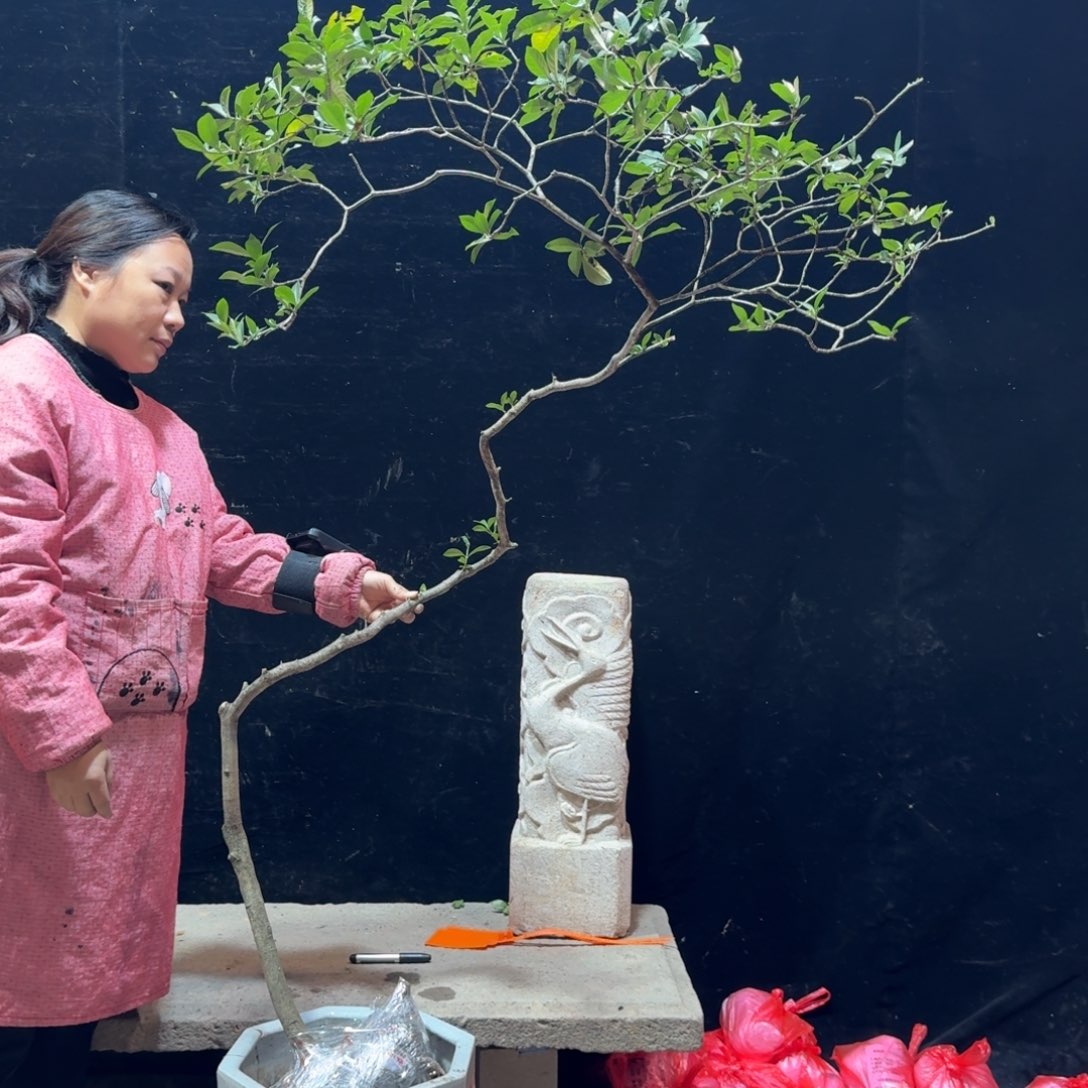 枕***房完全开放栀子花造型树一物一拍