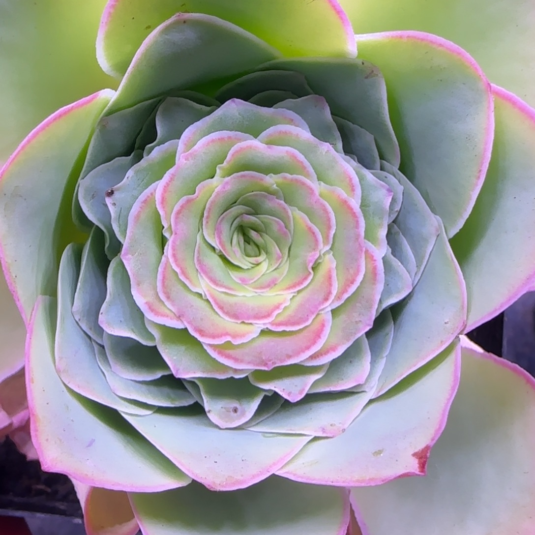 L590半城玫瑰恋红尘不含盆土